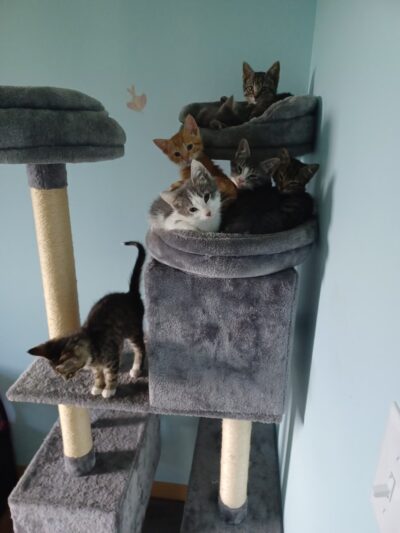 Happy Tails No Kill Shelter - Towanda, PA
