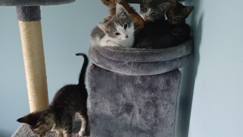 Happy Tails No Kill Shelter - Towanda, PA