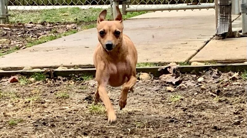 Square Dog Ranch - Townsend, DE