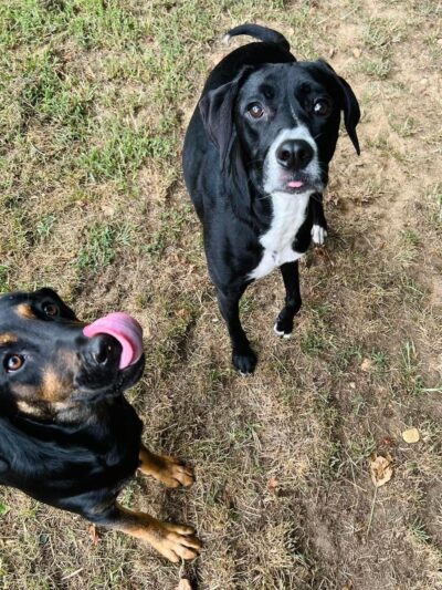 Square Dog Ranch - Townsend, DE