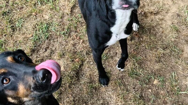 Square Dog Ranch - Townsend, DE