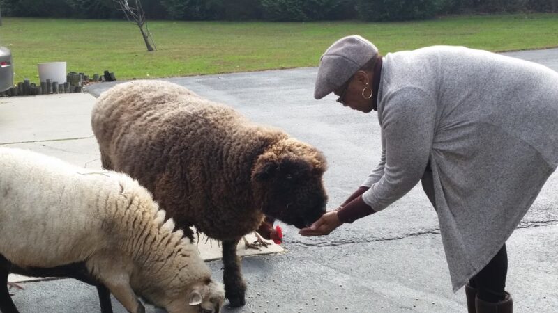 Square Dog Ranch - Townsend, DE