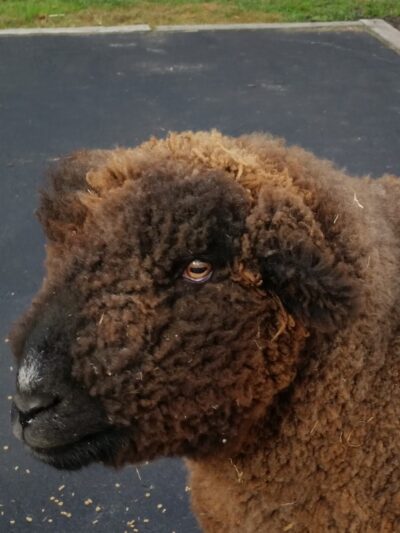 Square Dog Ranch - Townsend, DE