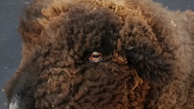 Square Dog Ranch - Townsend, DE