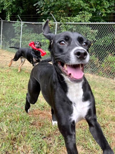 Square Dog Ranch - Townsend, DE