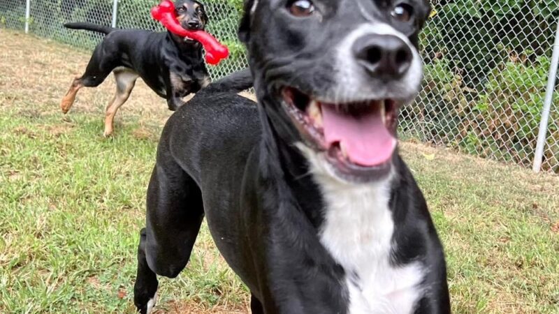 Square Dog Ranch - Townsend, DE