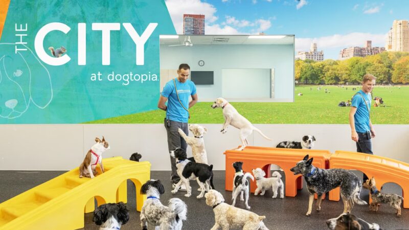 Dogtopia of Towson - Towson, MD