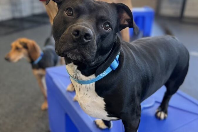 Dogtopia of Towson - Towson, MD