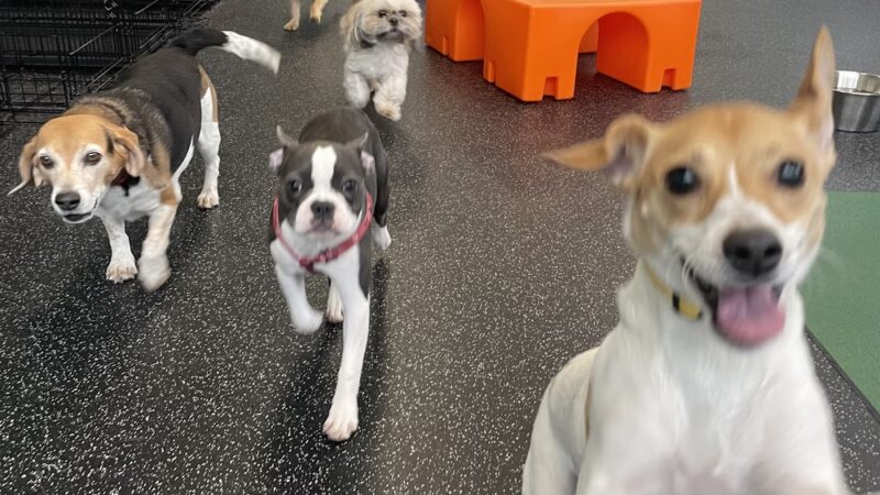 Dogtopia of Towson - Towson, MD