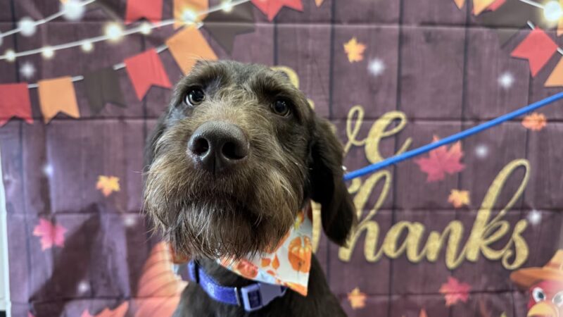 Dogtopia of Towson - Towson, MD