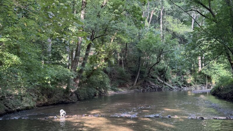 Greenspring Branch - Roland Lake - Towson, MD