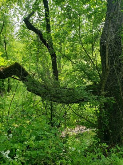 Lake Roland Park - Blue Trailhead - Towson, MD