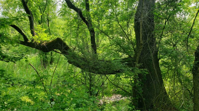 Lake Roland Park - Blue Trailhead - Towson, MD