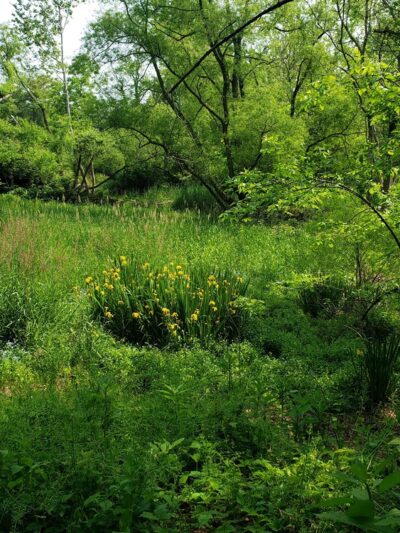 Lake Roland Park - Blue Trailhead - Towson, MD
