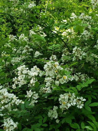 Lake Roland Park - Blue Trailhead - Towson, MD
