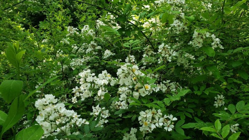 Lake Roland Park - Blue Trailhead - Towson, MD