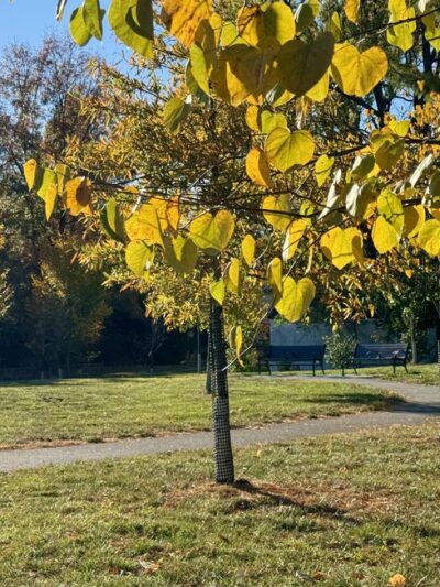 Radebaugh Park - Towson, MD