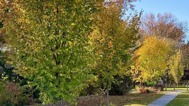 Radebaugh Park - Towson, MD