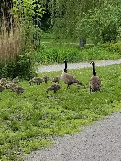 Westmoreland Heritage Trail, Turtle Creek - Trafford, PA