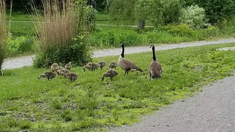 Westmoreland Heritage Trail, Turtle Creek - Trafford, PA