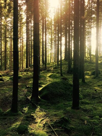 Joseph Stewart County Park - Trail, OR
