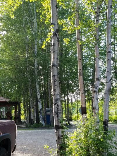 Trapper Creek Inn & RV Park - Trapper Creek, AK