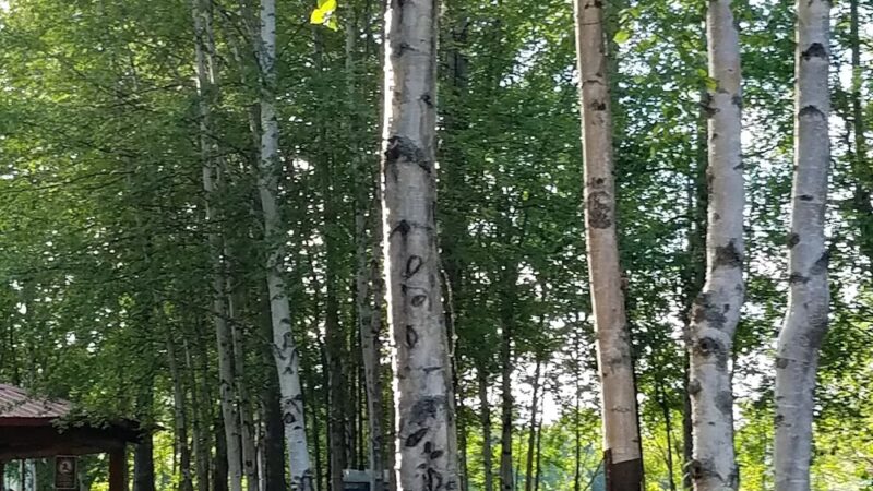 Trapper Creek Inn & RV Park - Trapper Creek, AK