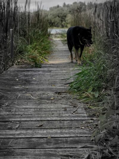 Runyard Wilson Park - Trevor, WI