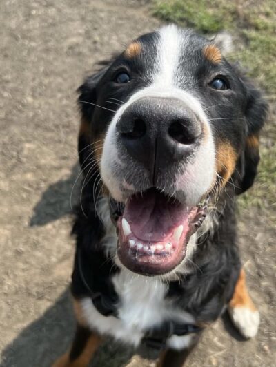 Happy Tayls Dog Daycare + Boarding - Trevose, PA