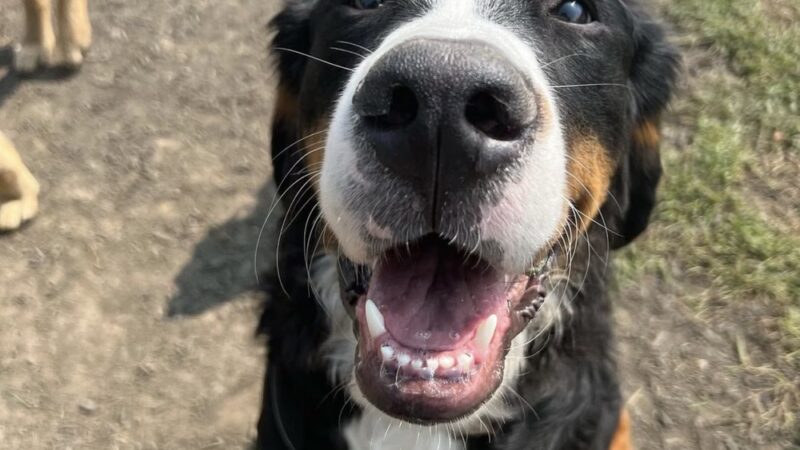 Happy Tayls Dog Daycare + Boarding - Trevose, PA