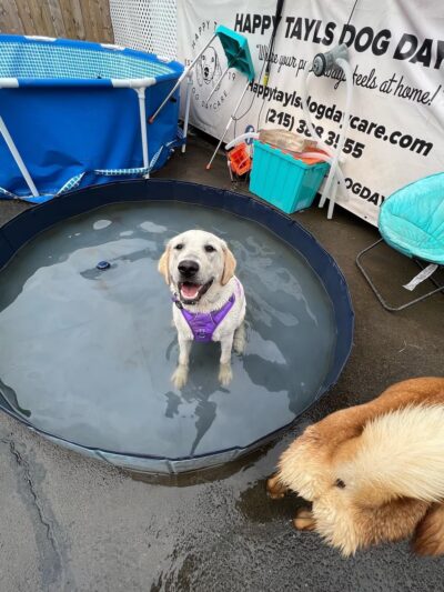 Happy Tayls Dog Daycare + Boarding - Trevose, PA