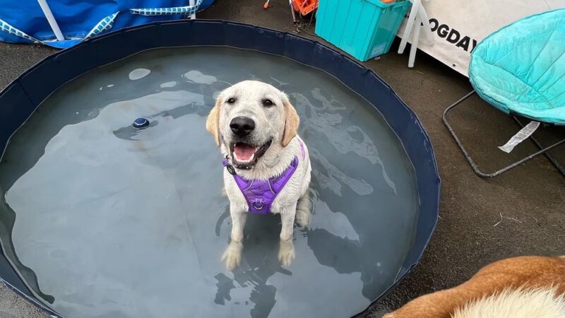 Happy Tayls Dog Daycare + Boarding - Trevose, PA