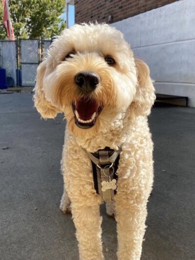 Happy Tayls Dog Daycare + Boarding - Trevose, PA