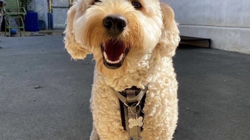 Happy Tayls Dog Daycare + Boarding - Trevose, PA