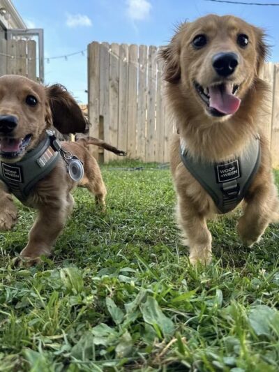 Happy Tayls Dog Daycare + Boarding - Trevose, PA