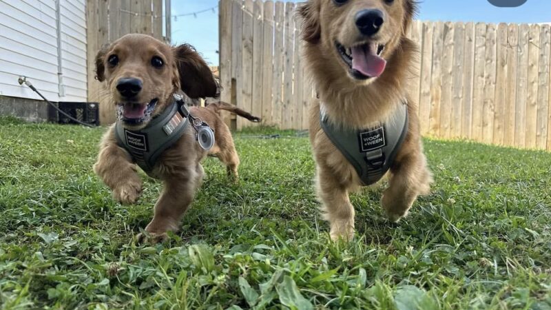 Happy Tayls Dog Daycare + Boarding - Trevose, PA