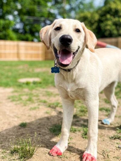 Happy Tayls Dog Daycare + Boarding - Trevose, PA
