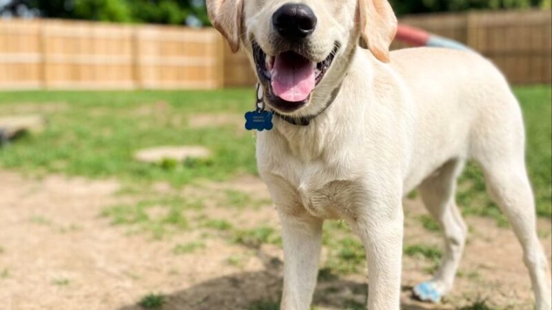 Happy Tayls Dog Daycare + Boarding - Trevose, PA