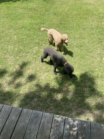 The Dog Ranch - Trinity, TX