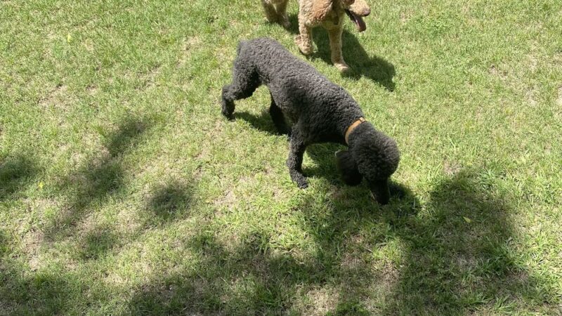 The Dog Ranch - Trinity, TX