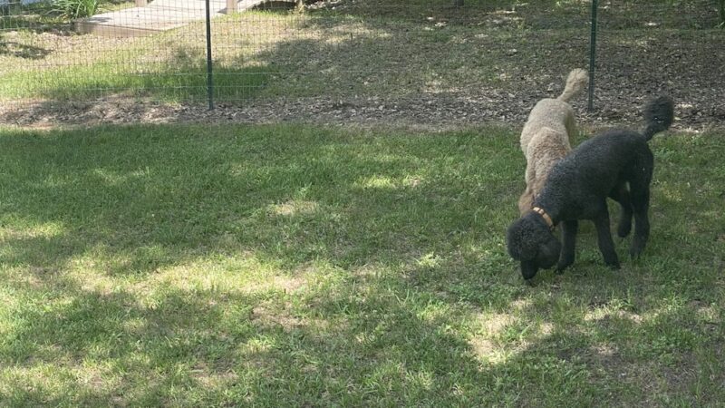 The Dog Ranch - Trinity, TX
