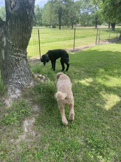 The Dog Ranch - Trinity, TX