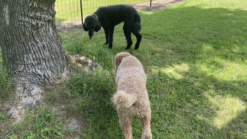 The Dog Ranch - Trinity, TX