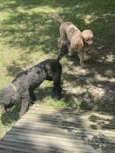 The Dog Ranch - Trinity, TX