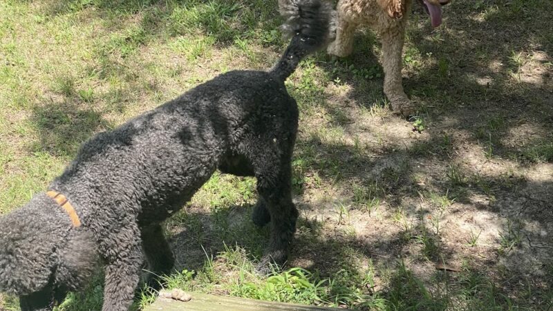 The Dog Ranch - Trinity, TX