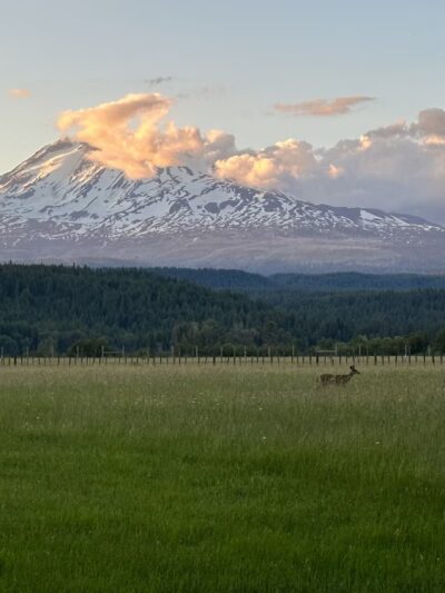 Hollenbeck Park - Trout Lake, WA