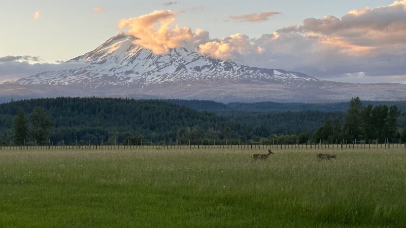 Hollenbeck Park - Trout Lake, WA