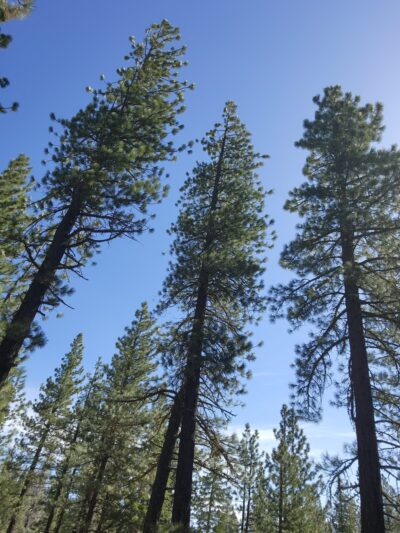 Coldstream Trailhead - Truckee, CA