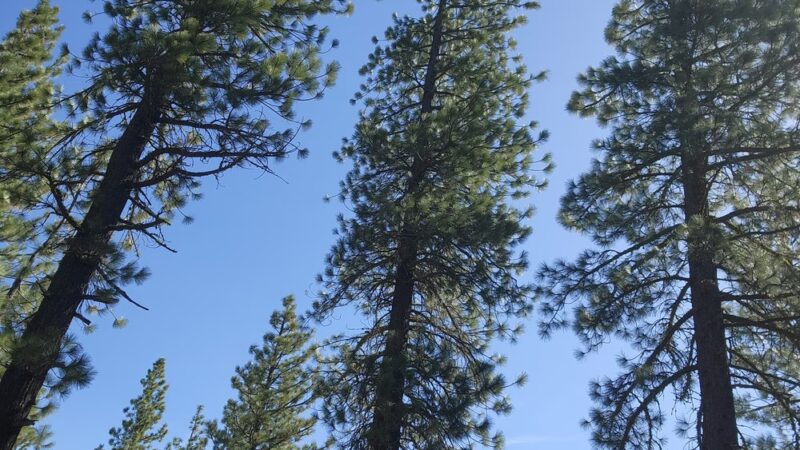 Coldstream Trailhead - Truckee, CA