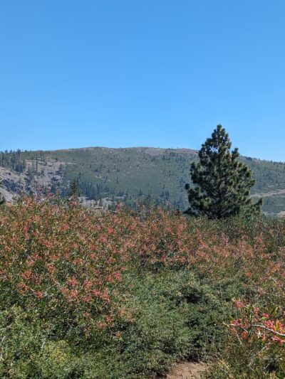 Johnson Canyon Trailhead - Truckee, CA